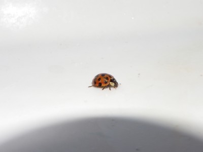 Coccinelle 6.jpg