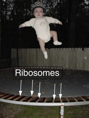 ribosome.jpg