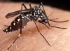 Aedes~0.jpg